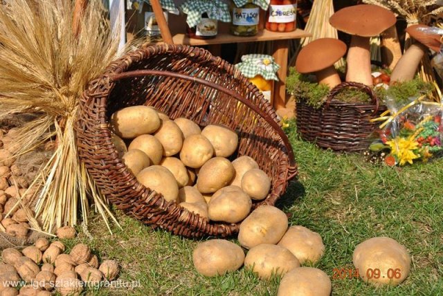 Dożynki Gminne w Osieku 06.09.2014 r. - Gmina Kostomłoty